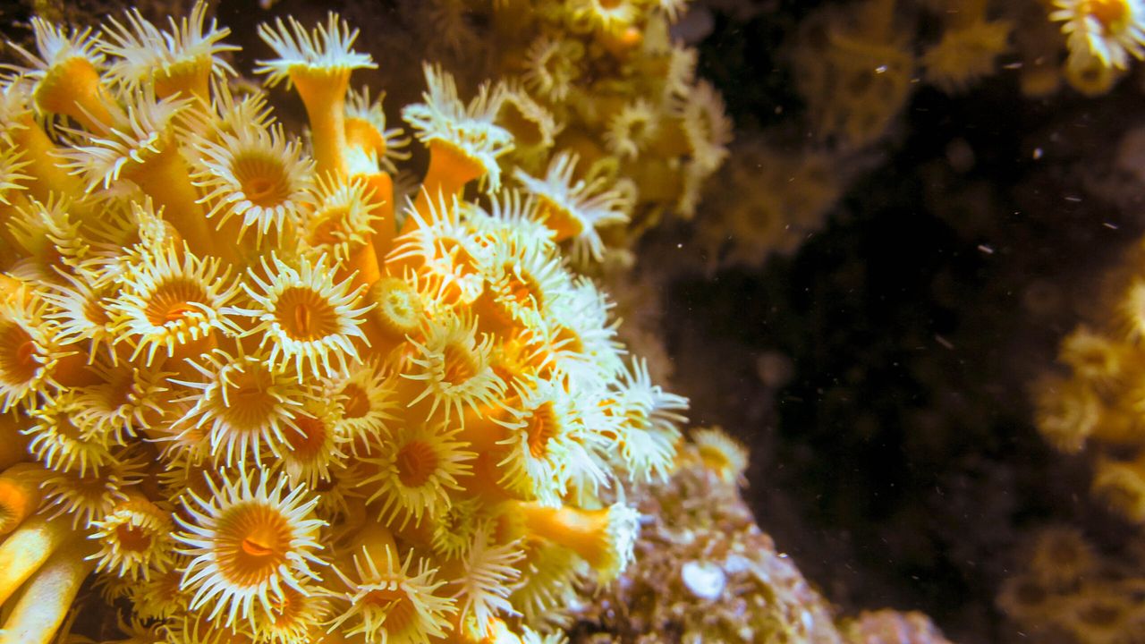 Anémonas amarillas cubriendo una roca